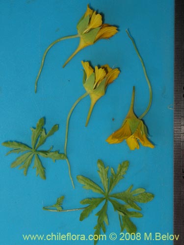 Image of Tropaeolum looserii (). Click to enlarge parts of image.