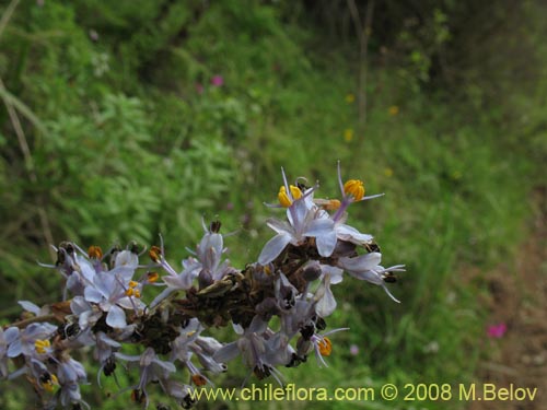 Image of Libertia sessiliflora (). Click to enlarge parts of image.