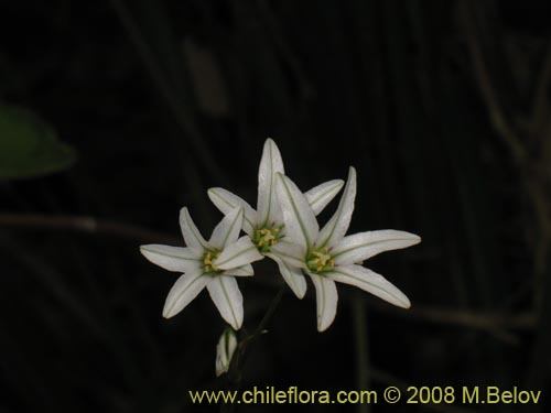 Image of Tristagma sp. #1239 (). Click to enlarge parts of image.