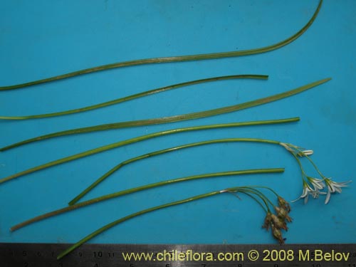 Image of Tristagma sp. #1239 (). Click to enlarge parts of image.