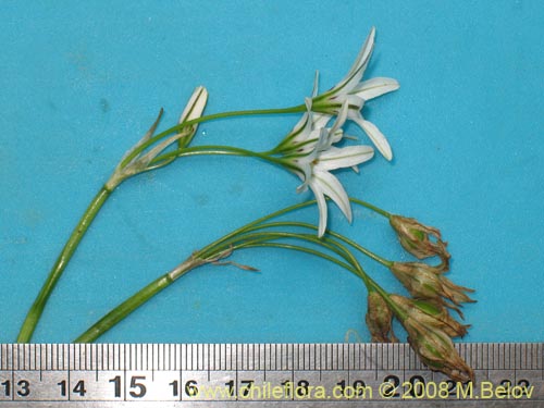 Image of Tristagma sp. #1239 (). Click to enlarge parts of image.