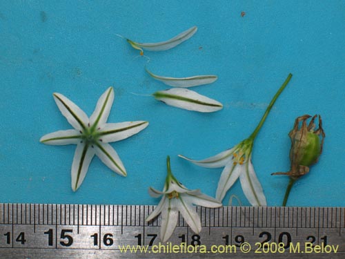 Image of Tristagma sp. #1239 (). Click to enlarge parts of image.