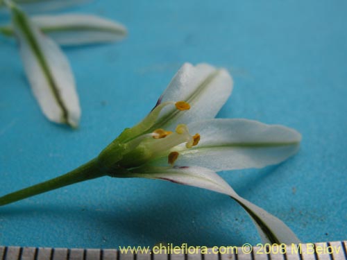 Image of Tristagma sp. #1239 (). Click to enlarge parts of image.