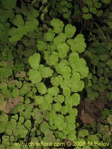 Image of Adiantum chilense var. chilense (Doradilla / Palito negro / Culantrillo). Click to enlarge parts of image.