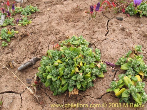 Image of Unidentified Plant sp. #1223 (). Click to enlarge parts of image.