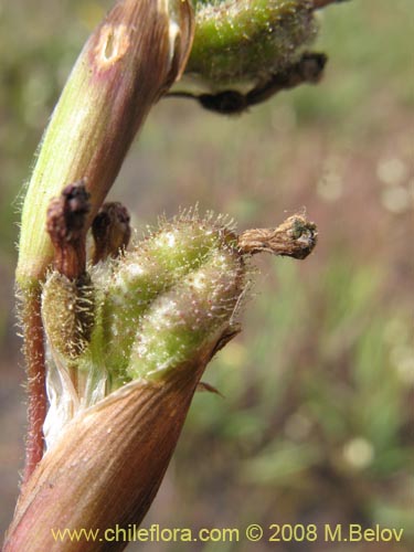 Bild von Sisyrinchium cuspidatum (). Klicken Sie, um den Ausschnitt zu vergrössern.