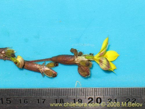 Image of Sisyrinchium arenarium (Ñuño / Huilmo amarillo). Click to enlarge parts of image.