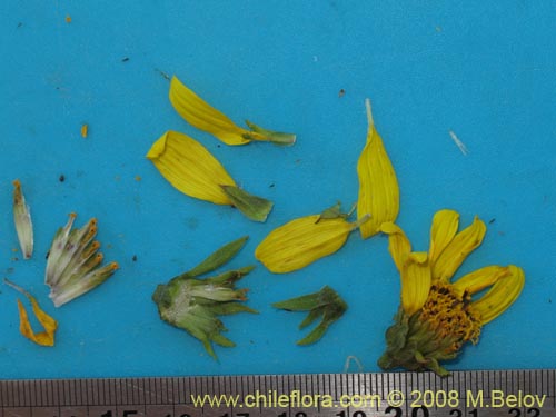 Image of Haplopappus sp.  #3124 (). Click to enlarge parts of image.