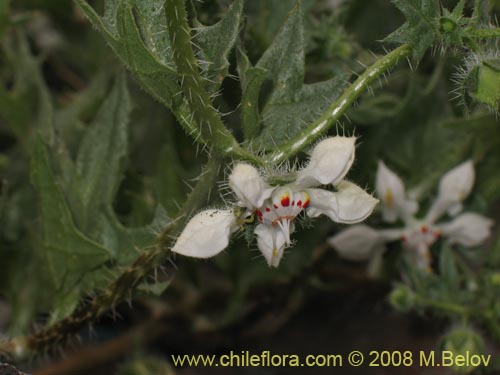 Image of Loasa arnottiana (). Click to enlarge parts of image.