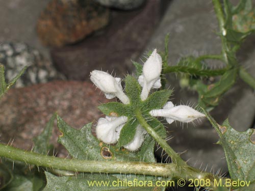 Image of Loasa arnottiana (). Click to enlarge parts of image.