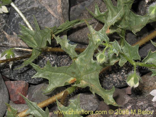 Image of Loasa arnottiana (). Click to enlarge parts of image.