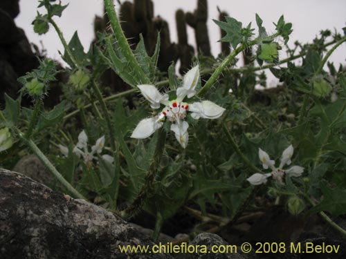 Image of Loasa arnottiana (). Click to enlarge parts of image.