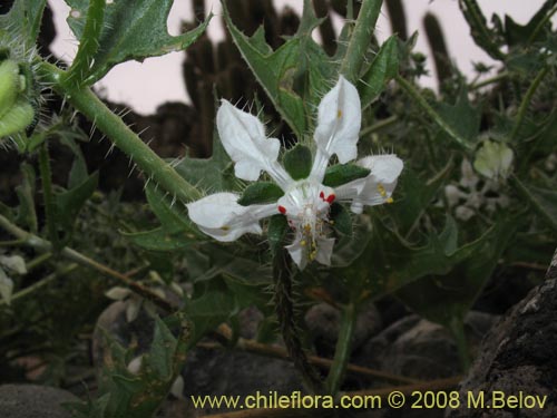 Image of Loasa arnottiana (). Click to enlarge parts of image.