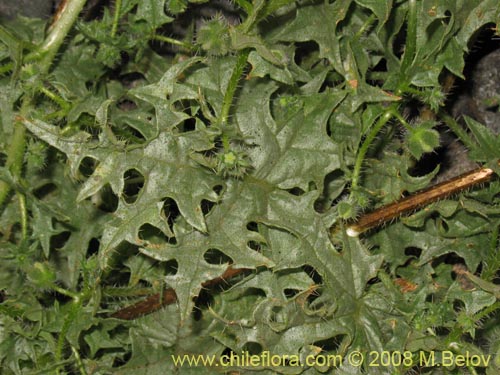 Image of Loasa arnottiana (). Click to enlarge parts of image.