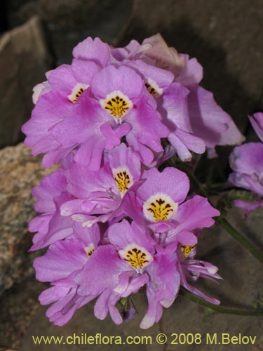 Bild von Schizanthus litoralis (Mariposita costera). Klicken Sie, um den Ausschnitt zu vergrössern.