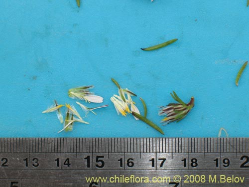 Bild von Chaetanthera sp. #1355 (). Klicken Sie, um den Ausschnitt zu vergrössern.