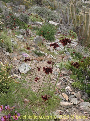 Image of Argylia radiata (). Click to enlarge parts of image.