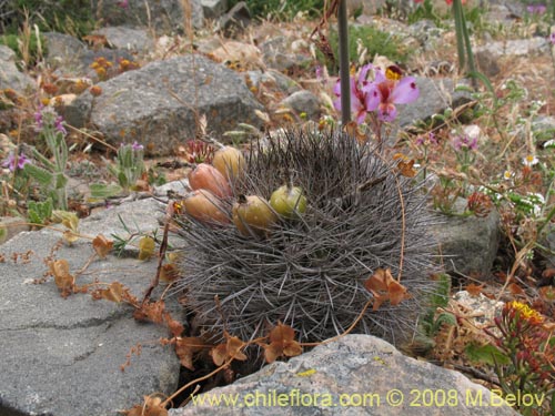 Image of Eriosyce subgibbosa ssp. subgibbosa (). Click to enlarge parts of image.