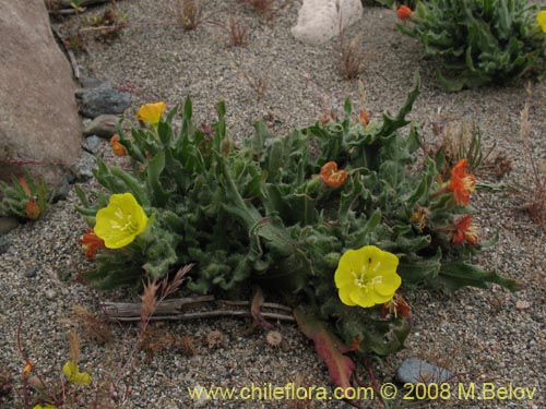 Imágen de Planta no identificada sp. #3007 (). Haga un clic para aumentar parte de imágen.