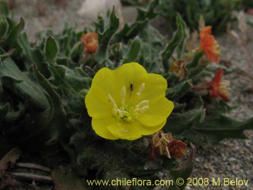 Imágen de Planta no identificada sp. #3007 (). Haga un clic para aumentar parte de imágen.