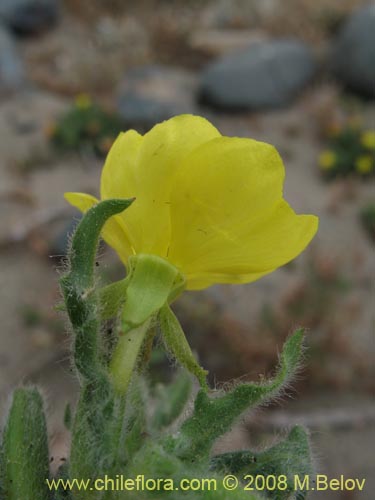 Imágen de Planta no identificada sp. #3007 (). Haga un clic para aumentar parte de imágen.