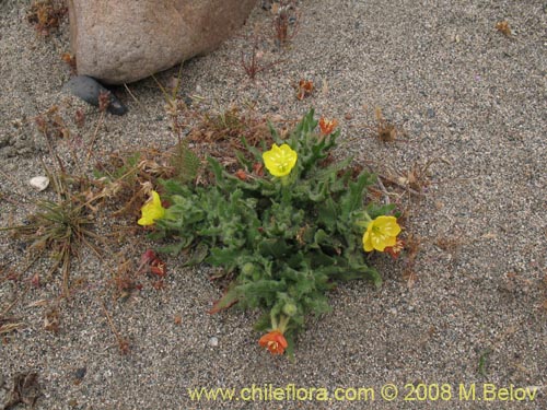 Imágen de Planta no identificada sp. #3007 (). Haga un clic para aumentar parte de imágen.