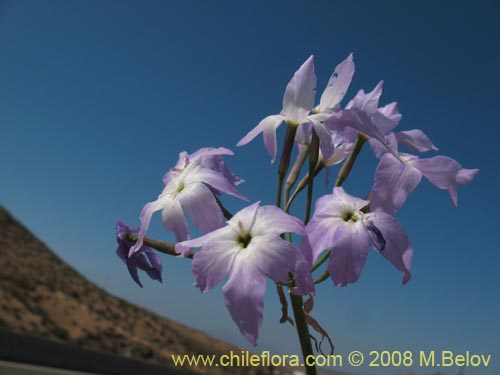 Image of Leucocoryne coquimbensis (). Click to enlarge parts of image.