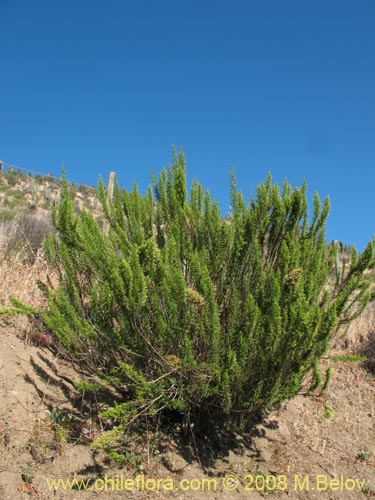 Image of Ophryosporus paradoxus (). Click to enlarge parts of image.