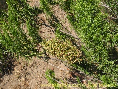 Image of Ophryosporus paradoxus (). Click to enlarge parts of image.