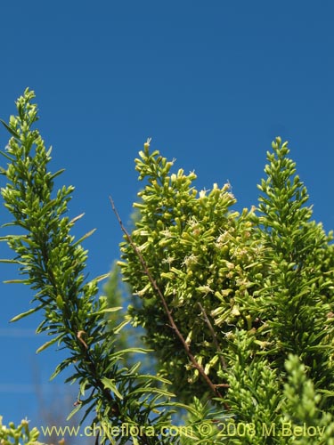 Image of Ophryosporus paradoxus (). Click to enlarge parts of image.