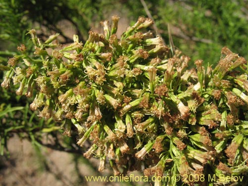 Image of Ophryosporus paradoxus (). Click to enlarge parts of image.