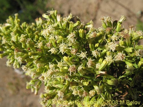 Image of Ophryosporus paradoxus (). Click to enlarge parts of image.