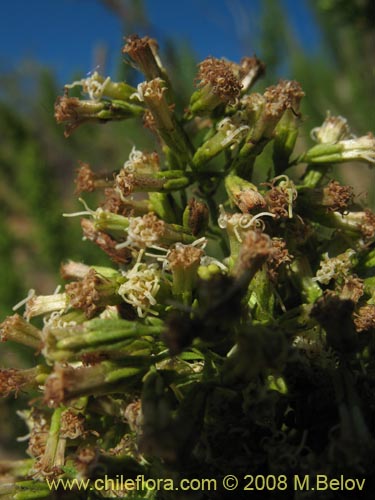 Image of Ophryosporus paradoxus (). Click to enlarge parts of image.