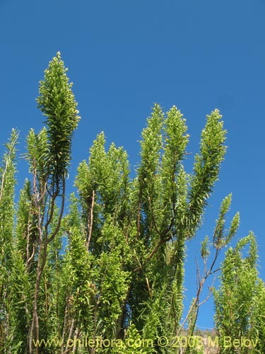 Image of Ophryosporus paradoxus (). Click to enlarge parts of image.