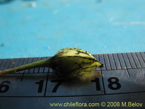 Image of Cistanthe arenaria (). Click to enlarge parts of image.