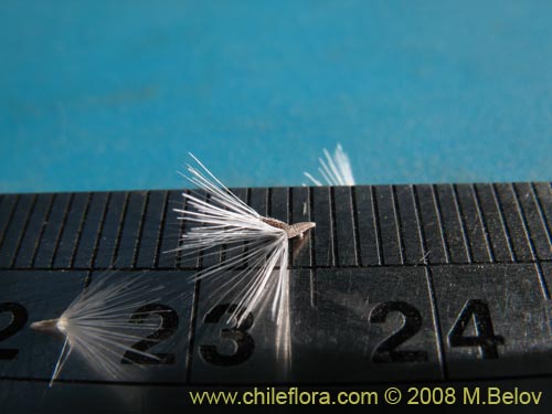 Chaetanthera sp. #8653の写真