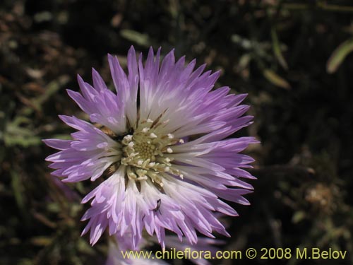 Image of Centaurea floccosa (). Click to enlarge parts of image.