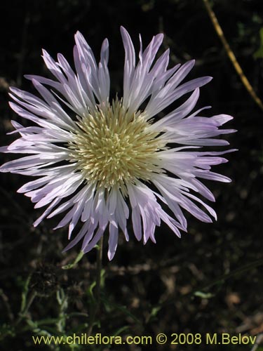 Image of Centaurea floccosa (). Click to enlarge parts of image.