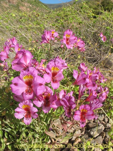 Image of Alstroemeria magnifica var. tofoensis (). Click to enlarge parts of image.