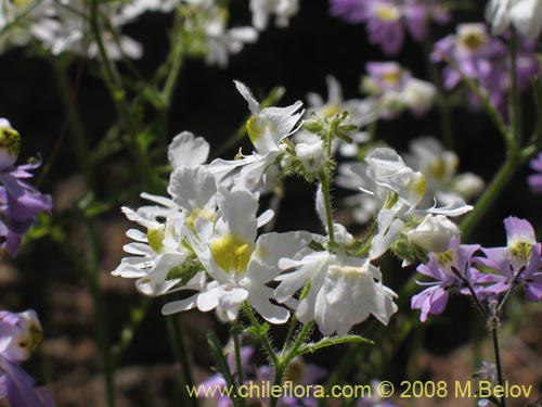 Schizanthus porrigens의 사진