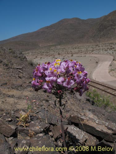 Alstroemeria schizanthoides var. schizanthoides的照片