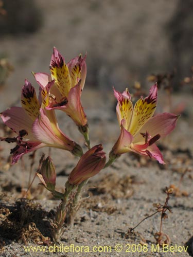 Image of Alstroemeria diluta ssp. chrysantha (). Click to enlarge parts of image.