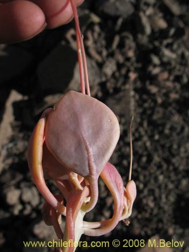 Image of Calandrinia sp. #3070 (). Click to enlarge parts of image.