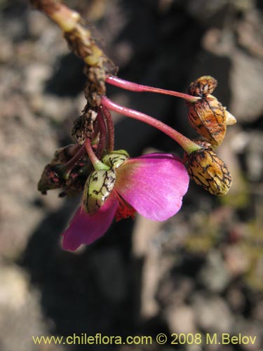 Calandrinia sp. #3070의 사진
