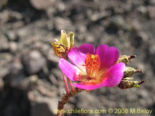 Calandrinia sp. #3070의 사진
