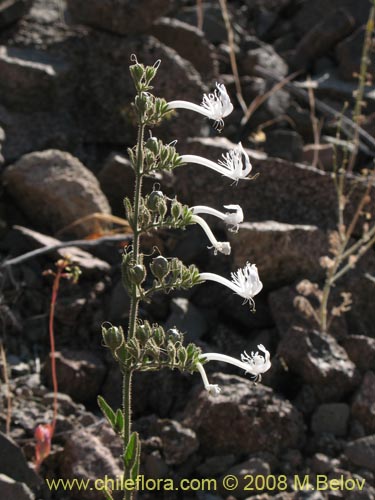 Image of Schizanthus integrifolius (). Click to enlarge parts of image.