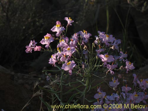 Alstroemeria schizanthoides var. schizanthoides的照片