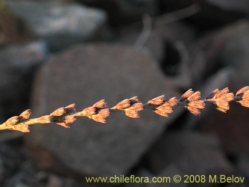 Bild von Errazurizia multifoliolata (Flor de la vela). Klicken Sie, um den Ausschnitt zu vergrössern.