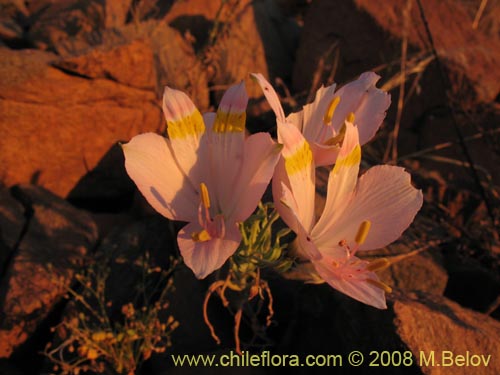 Alstroemeria leporina의 사진