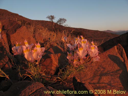 Alstroemeria leporina의 사진